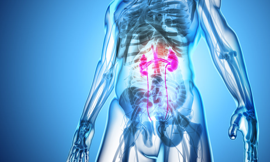 3D illustration of Urinary System - Part of Human Organic.