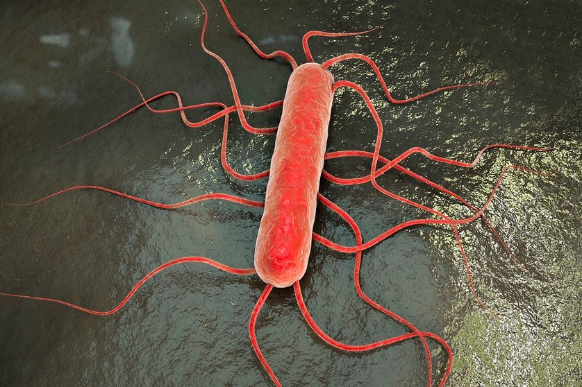 3D illustration of bacterium Listeria monocytogenes, gram-positive bacterium with flagella which causes listeriosis