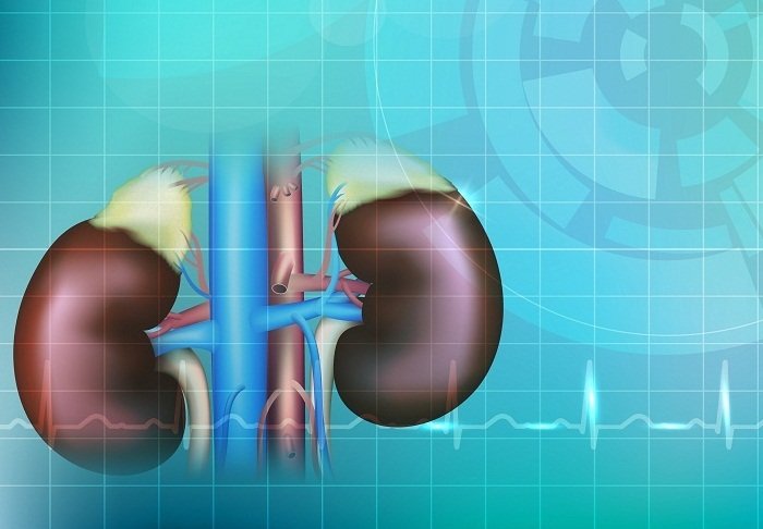 Kidneys on an abstract light blue technology background