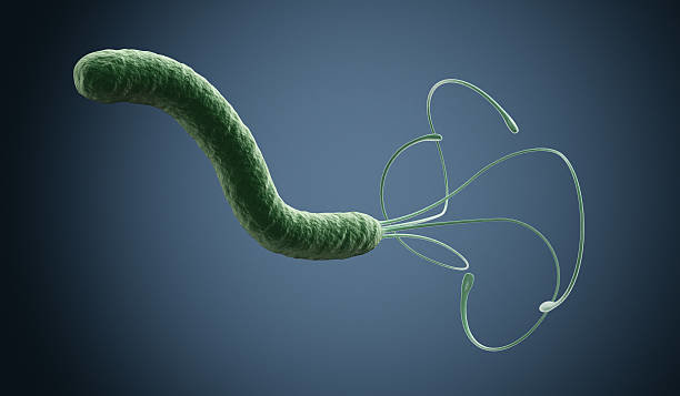 one helicobacter pylori bacterium under the microscope (3d render)